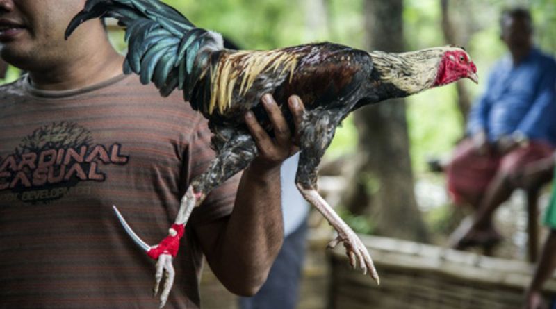 Các loại kèo đá gà cựa dao phổ biến tại 23Win